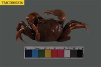 藏品(臺灣厚蟹)的圖片